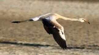 Greater Flamingo