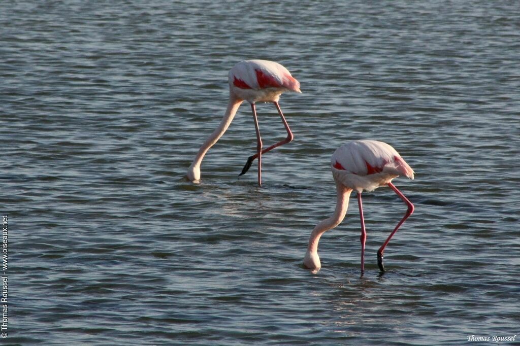 Greater Flamingoadult, feeding habits