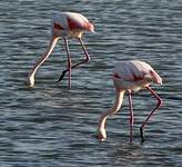 Flamant rose