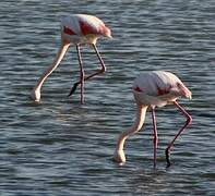 Flamant rose