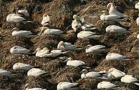 Northern Gannet