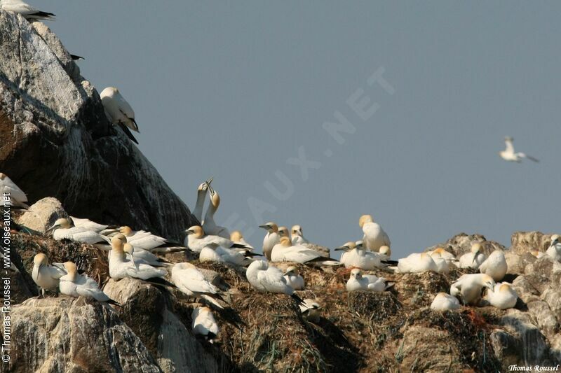 Northern Gannet, Reproduction-nesting, Behaviour
