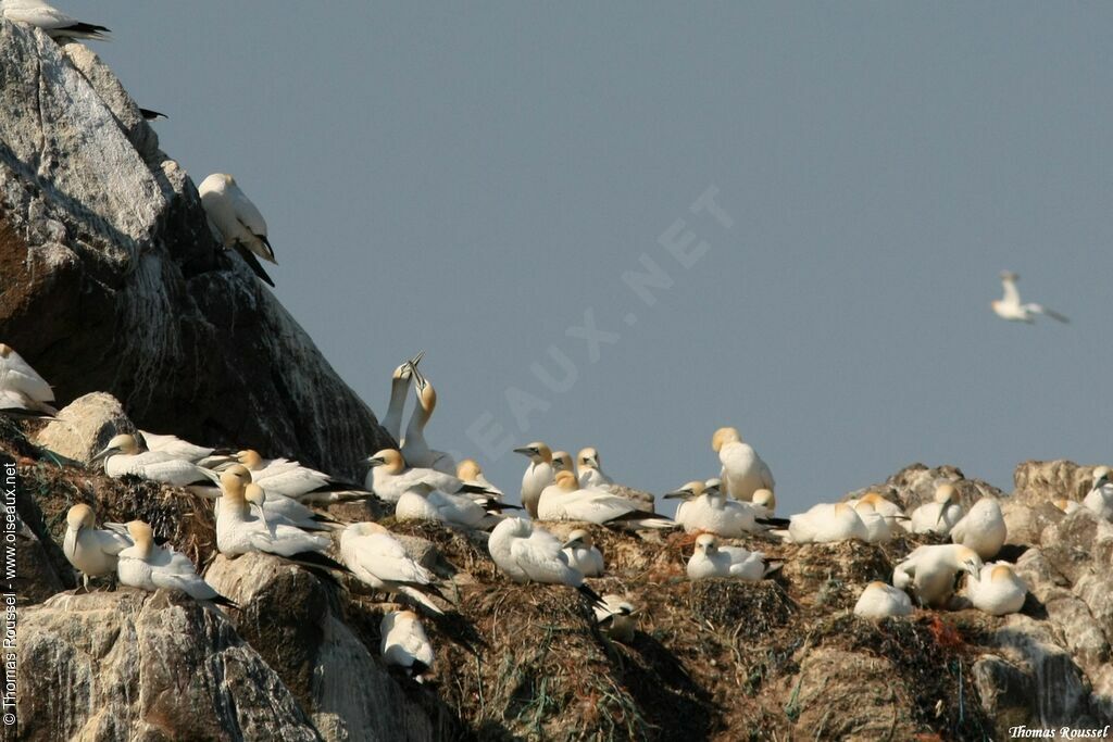 Northern Gannet, Reproduction-nesting, Behaviour