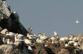 Northern Gannet