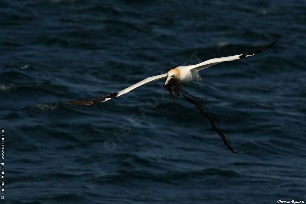 Northern Gannet, Flight, Reproduction-nesting, Behaviour