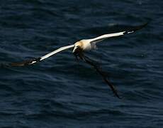 Northern Gannet