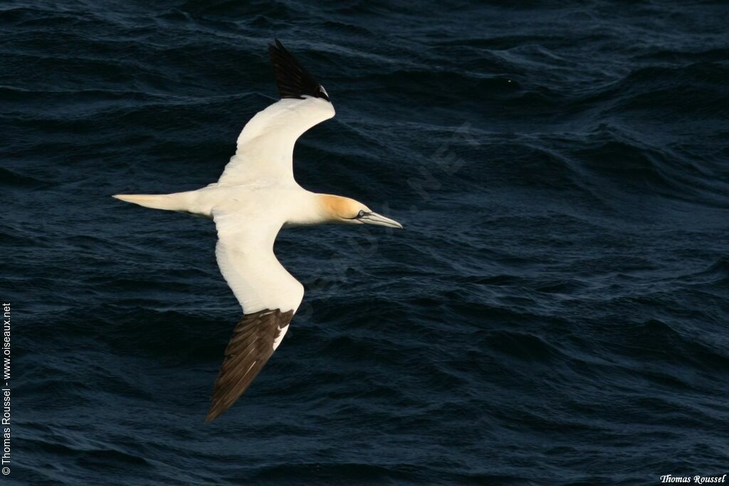 Northern Gannetadult, Flight