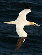 Northern Gannet