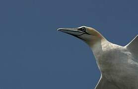 Northern Gannet