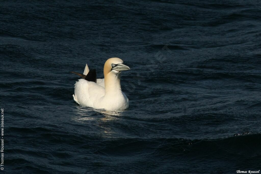 Northern Gannet, identification