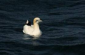 Northern Gannet