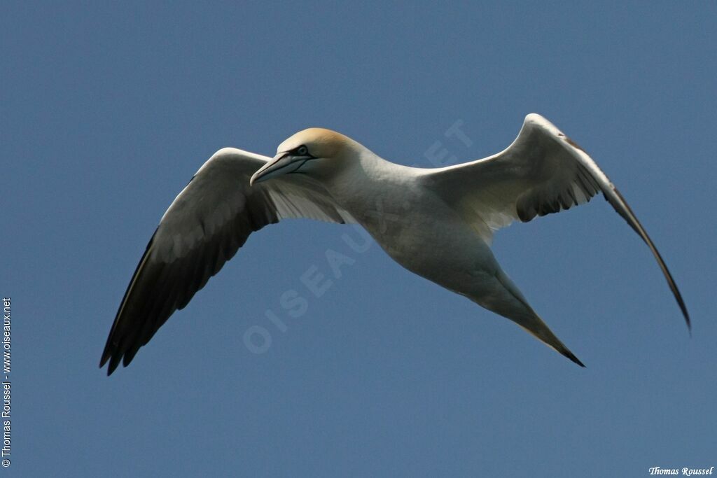 Northern Gannet, Flight