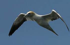 Northern Gannet