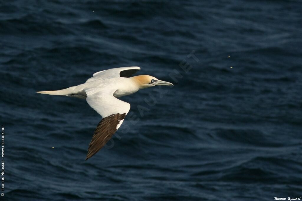 Northern Gannet, Flight