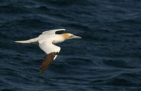 Northern Gannet