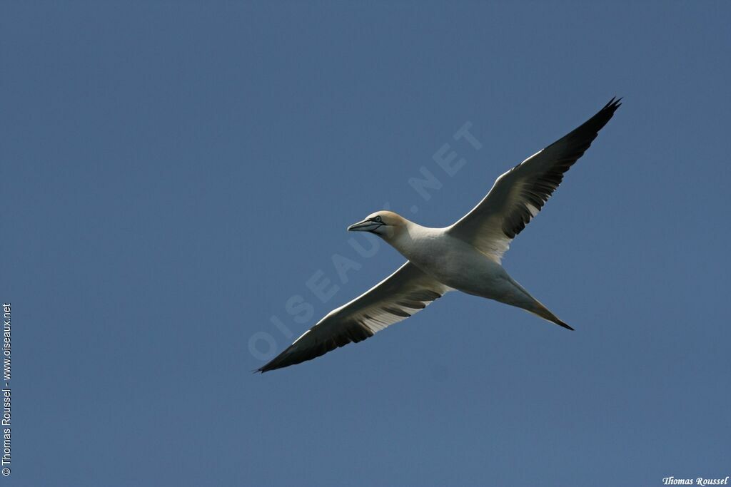 Northern Gannet, Flight