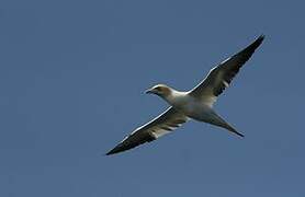 Northern Gannet