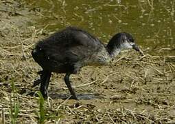 Eurasian Coot