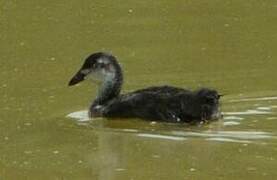 Eurasian Coot