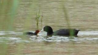 Eurasian Coot