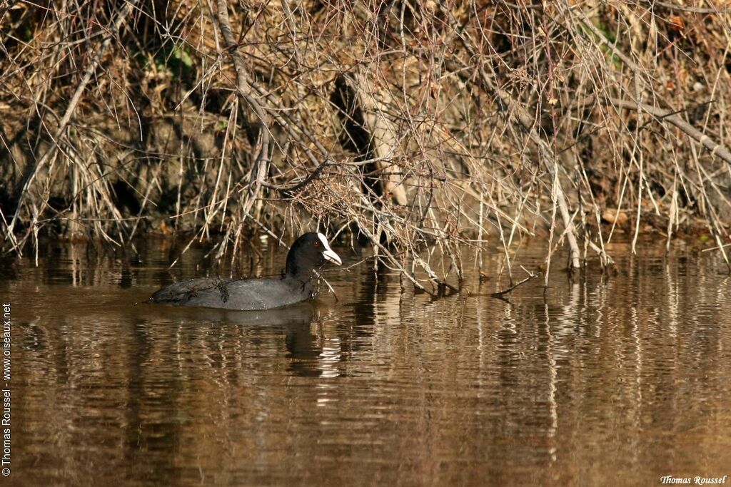 Eurasian Coot, identification, Reproduction-nesting