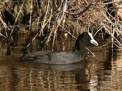 Eurasian Coot