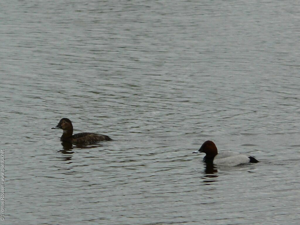 Common Pochard