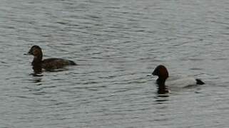 Common Pochard