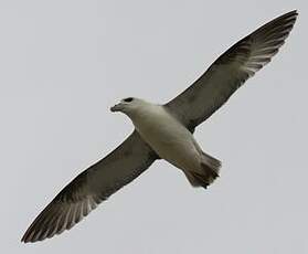 Fulmar boréal