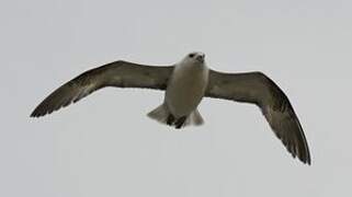 Northern Fulmar