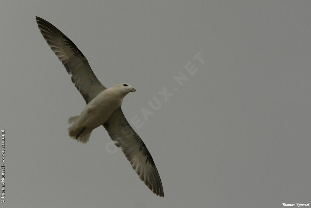 Northern Fulmar, Flight