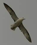 Fulmar boréal