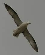 Northern Fulmar