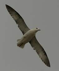 Fulmar boréal