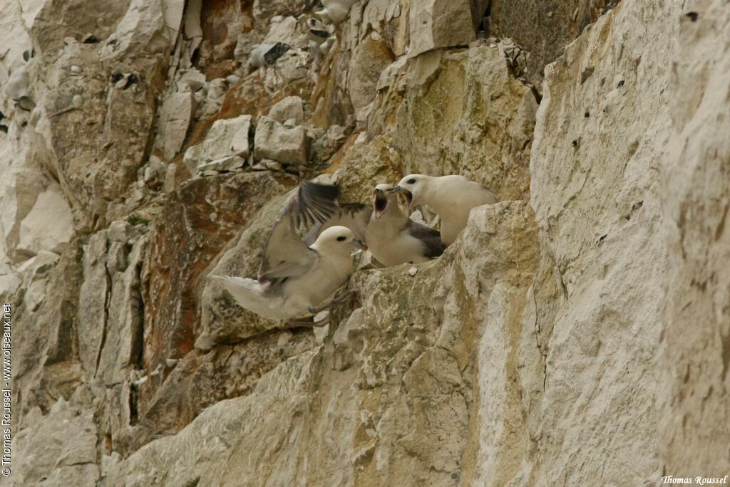 Fulmar boréal, identification, Nidification, Comportement