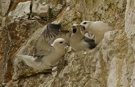 Northern Fulmar