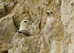 Fulmar boréal