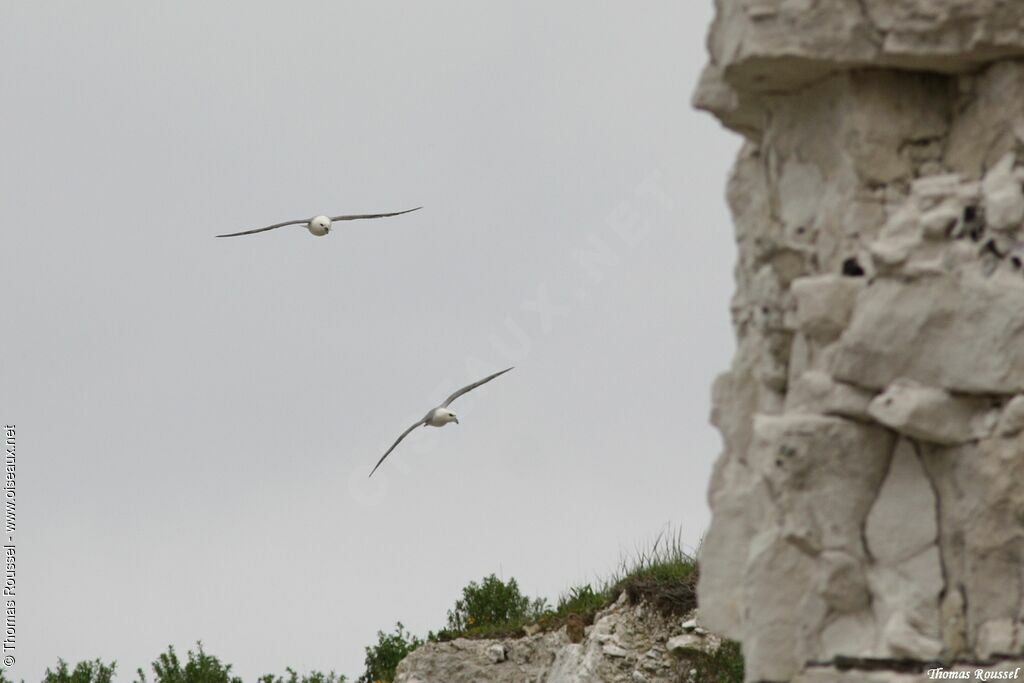 Northern Fulmar, Reproduction-nesting