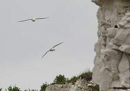 Northern Fulmar