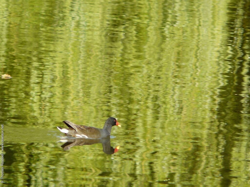 Gallinule poule-d'eauadulte, identification