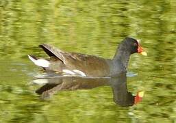 Common Moorhen