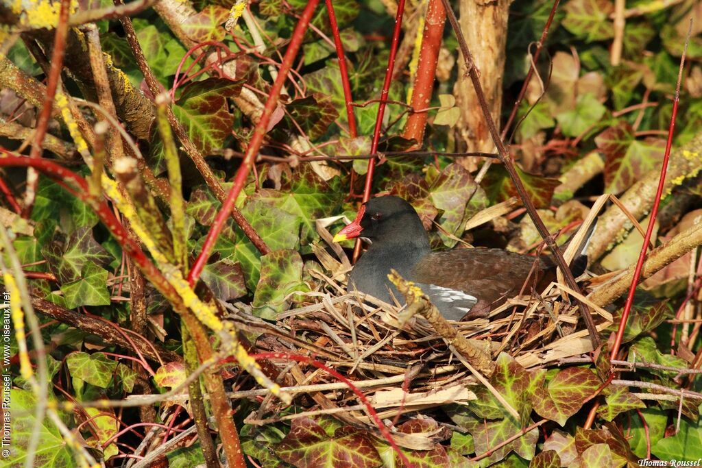 Gallinule poule-d'eau, Nidification