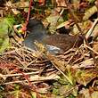 Gallinule poule-d'eau