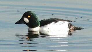 Common Goldeneye