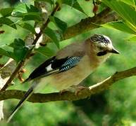 Eurasian Jay