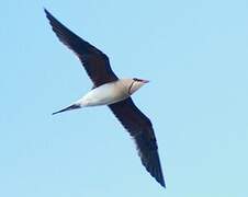 Collared Pratincole