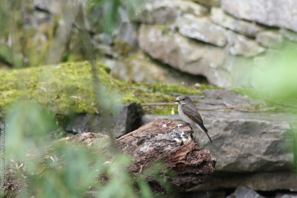 Spotted Flycatcher, identification