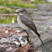 Spotted Flycatcher