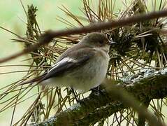 European Pied Flycatcher