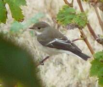 European Pied Flycatcher